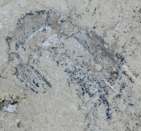 Cretaceous Fossil Shrimp - Lebanon #61545